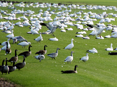 SNAPSHOT - Snow Geese spotted near Highway 138