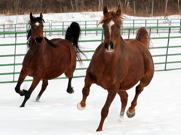 SNAPSHOT - Horses love the snow