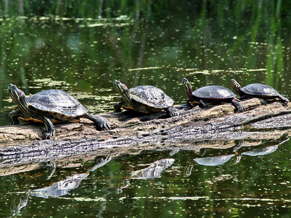 SNAPSHOT - Even the turtles in Windsor are enjoying the warm weather