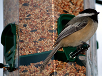 SNAPSHOT - This Chickadee was the first visitor to our new feeder
