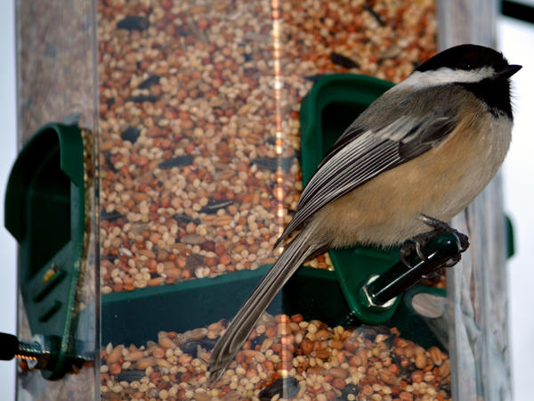 SNAPSHOT - This Chickadee was the first visitor to our new feeder
