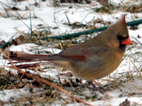 SNAPSHOT - A female cardinal in our backyard