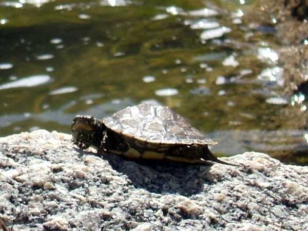 SNAPSHOT - Turtles sunning on Lake St. Clair