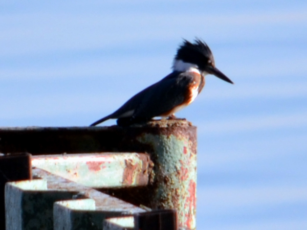 SNAPSHOT - Belted Kingfisher on our dock