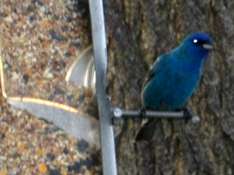 SNAPSHOT - Indigo Bunting at our feeder