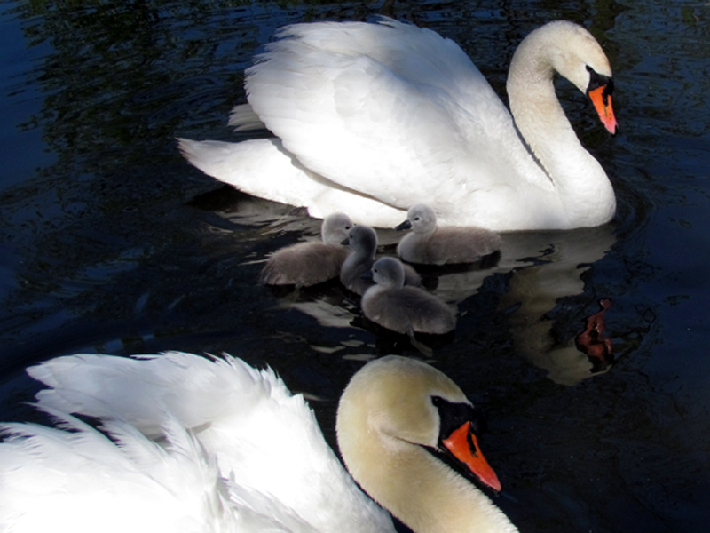 Baby Royal Mute Swans in Southwestern Ontario