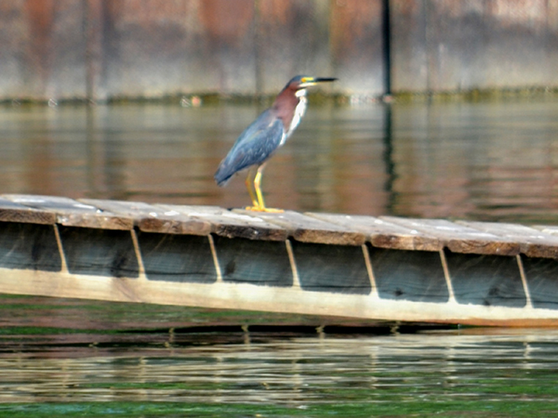 SNAPSHOT - Green Heron on the dock