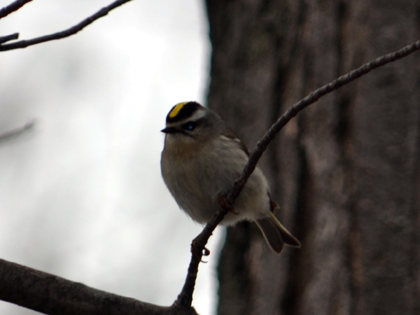 SNAPSHOT - Golden Crowned Kinglet in Stoney Point