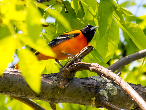 SNAPSHOT - Baltimore Oriole in Charlottenburgh Park