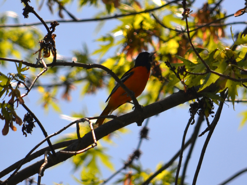 SNAPSHOT - Sunday afternoon visit from a Baltimore Oriole