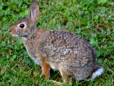 SNAPSHOT - This bunny is a regular backyard visitor