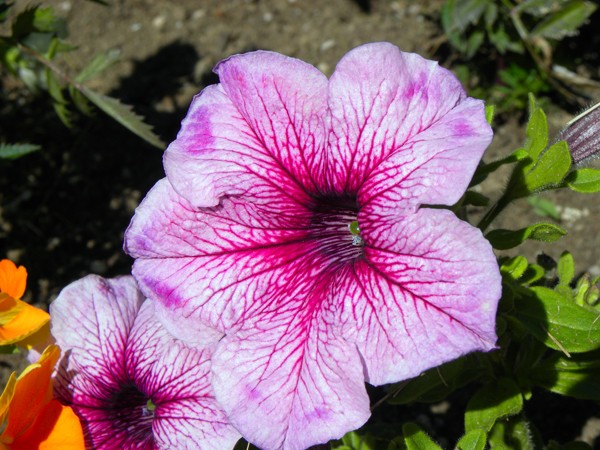 Petunia (Misty Lilac) Flower Veiner By Simply Nature Botanic