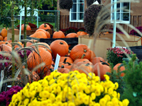 SNAPSHOT - Full blown fall harvest colours at Harvest Garden Centre