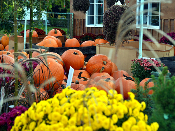 SNAPSHOT - Full blown fall harvest colours at Harvest Garden Centre