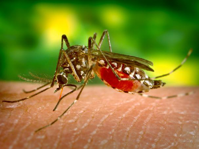 Health Unit confirms presence of West Nile Virus in area